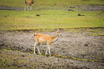 The fallow deer walking around its enclosure on safari. Free-roaming animals in the safari park.	