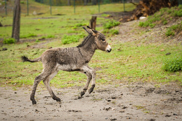 Donkey walking around its enclosure on safari. Free-roaming animals in the safari park.	
