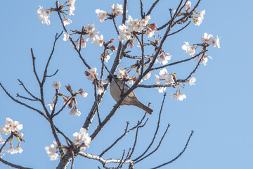 Sparrows drinking cherry blossom nectar