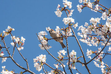 Sparrows drinking cherry blossom nectar