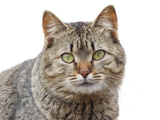 Portrait of a gray cat isolated on white