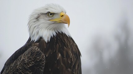 Obraz premium The bald eagle is a bird of prey found in North America. A sea eagle, it has two known subspecies and forms a species pair with the white-tailed eagle. Its range includes most of Canada and Alaska