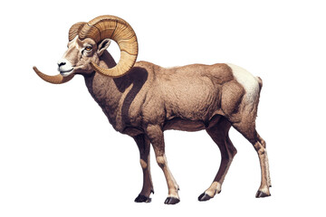 Isolated Side View of Bighorn Sheep