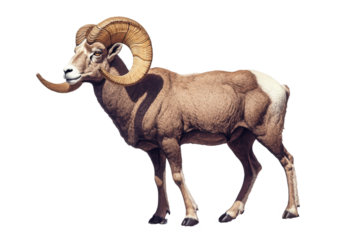 Isolated Side View of Bighorn Sheep