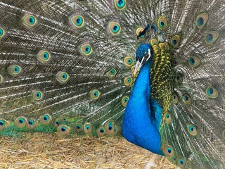 peacock with feathers