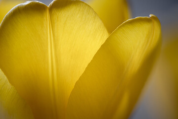 Nahaufnahme einer gelben Tulpenblüte mit sanftem Licht