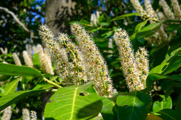 Photo of a beautiful blossom of the Inflorescence of terminalia arenicola. Location Lille - Belgium