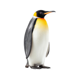 Fototapeta premium King penguin standing isolated on white background. Wildlife concept.