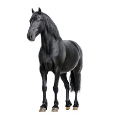 Obraz premium Elegant black Friesian horse standing isolated on white. Majestic animal portrait.