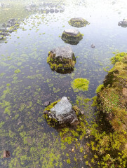 Savanna with puddles on Mount Lawu
