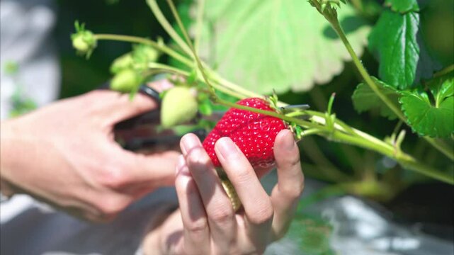 ビニールハウスで収穫作業をするいちご農家の男性の手元