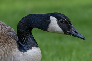 Fototapeta premium Close-up of a Canada goose with a blurred green background.