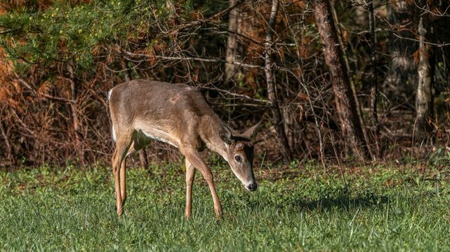 Young deer grazing in a forest clearing.