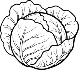 Cabbage in white background vector illustration