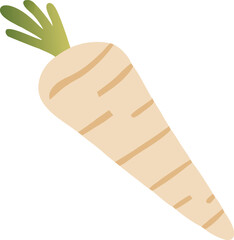 Parsnip (Pastinaca sativa) vector illustration
