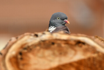 primeros planos de una paloma torcaz