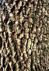 Detailed texture of aged bark with natural cracks