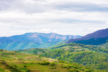 mountainous rural landscape in spring. alps ukraine.  trees and agricultural fields on hills...