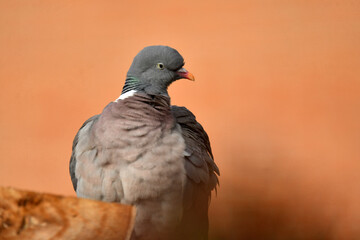 primeros planos de una paloma torcaz