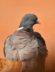 primeros planos de una paloma torcaz