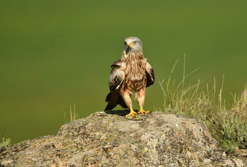 milano real junto a campos de cultivo en primavera