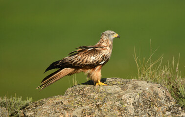 milano real junto a campos de cultivo en primavera