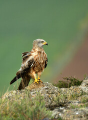 milano real junto a campos de cultivo en primavera