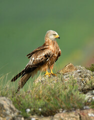milano real junto a campos de cultivo en primavera