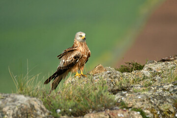 milano real junto a campos de cultivo en primavera