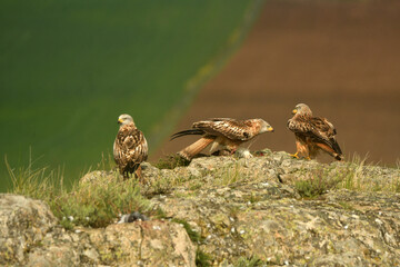milano real junto a campos de cultivo en primavera
