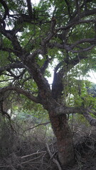 Beautiful tree branch in forest. Beautiful tree with clear sky near sea side