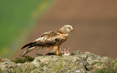 milano real junto a campos de cultivo en primavera