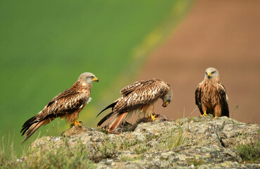 milano real junto a campos de cultivo en primavera