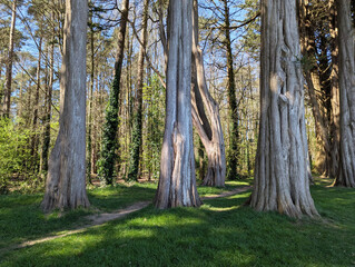 A stand of Cupressus macrocarpa or Monterey cypress trees in Wales, UK.