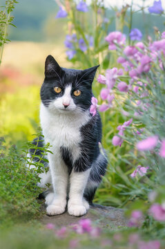 A charming cat, European Shorthair, tuxedo pattern black and white bicolor, posing amidst flowers in a beautiful garden, Germany 