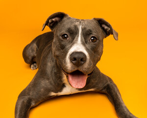 Happy Pit Bull Terrier Against Bright Orange Background