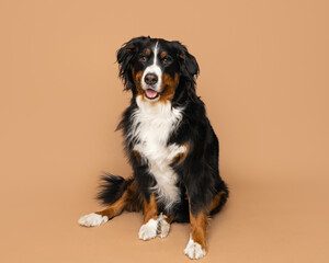 Smiling Bernese Mountain Dog Posing on Tan Background