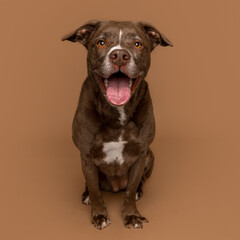 Smiling Brown Dog with White Chest on Brown Studio Background