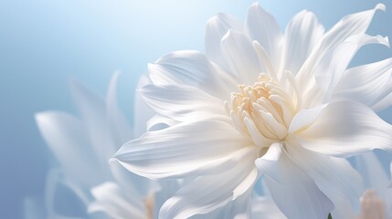 Fototapeta premium bloom white burst background