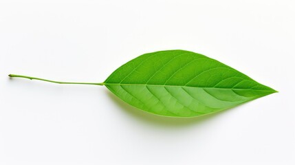 Obraz premium minimalist leaves on white background