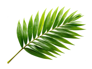vibrant palm leaf with elongated fronds, showcasing its lush green beauty and freshness