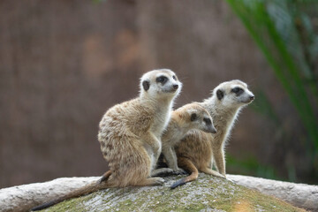 Obraz premium Slender-tailed Meerkat(Suricate) (Suricata suricatta) on stump