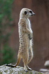 Slender-tailed Meerkat(Suricate) (Suricata suricatta) on stump