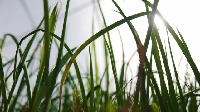 A ray of sunlight breaks through the stems of green onions and garlic growing in a garden in a greenhouse. Growing vegetables in a greenhouse in spring.