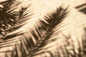 Obraz premium Shadow of palm leaves cast on a brick pavement on a sunny day, creating a natural and abstract pattern. The interplay of light and shadow enhances the simple beauty of nature.