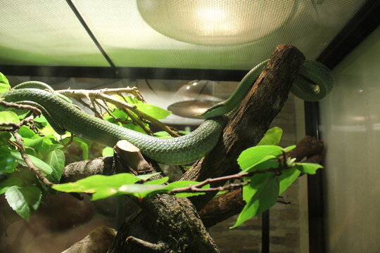 Philodryas baroni green long snake crawls on branches and snags in terrarium