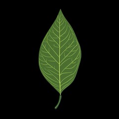 Obraz premium Green Leaf with Veins on White