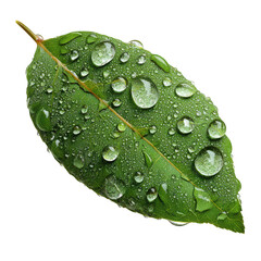 Nature leaf with dew drops transparent background photorealistic png image close-up view