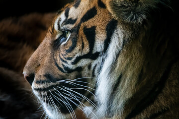 Tiger profile