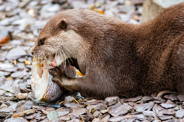 Otter eating fish